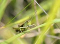 Meadow Grasshopper Royalty Free Stock Photo