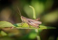 Meadow grasshopper Chorthippus parallelus