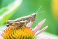 Meadow Grasshopper Chorthippus parallelus. Macro photograph of a brown grasshopper sitting on Echinacea purpurea flower eastern Royalty Free Stock Photo