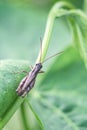 Meadow Grasshopper Chorthippus parallelus. Macro photograph of a brown grasshopper sitting on Echinacea purpurea flower eastern Royalty Free Stock Photo