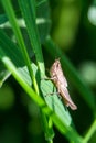 Meadow Grasshopper Chorthippus parallelus. Macro photograph of a brown grasshopper sitting on Echinacea purpurea flower eastern Royalty Free Stock Photo