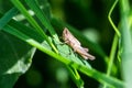 Meadow Grasshopper Chorthippus parallelus. Macro photograph of a brown grasshopper sitting on Echinacea purpurea flower eastern Royalty Free Stock Photo