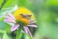 Meadow Grasshopper Chorthippus parallelus. Macro photograph of a brown grasshopper sitting on Echinacea purpurea flower eastern Royalty Free Stock Photo