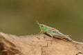 A pretty Meadow Grasshopper, Chorthippus parallelus, perching on branch in heath land Royalty Free Stock Photo