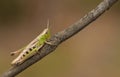 A pretty Meadow Grasshopper Chorthippus parallelus perching on a twig. Royalty Free Stock Photo