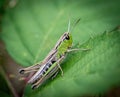 Meadow Grasshopper Chorthippus parallelus