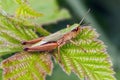 Meadow Grasshopper - Chorthippus parallelus resting on a leaf.