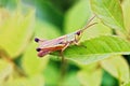 Meadow Grasshopper - Chorthippus parallelus resting on a leaf. Royalty Free Stock Photo