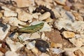 Meadow Grasshopper Chorthippus parallelus on stones