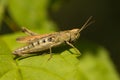 Meadow Grasshopper, Krasser, Chorthippus parallelus Royalty Free Stock Photo