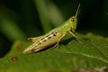 Meadow Grasshopper, Krasser, Chorthippus parallelus Royalty Free Stock Photo