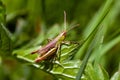 Meadow grasshopper, Pseudochorthippus parallelus Royalty Free Stock Photo