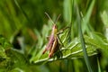 Meadow grasshopper, Pseudochorthippus parallelus Royalty Free Stock Photo
