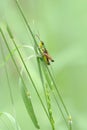 A Meadow Grasshopper (Pseudochorthippus parallelus) Royalty Free Stock Photo