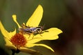 Meadow Grasshopper 35982