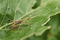 A Meadow Grasshoppers, Chorthippus parallelus, perching on a leaf in a meadow.