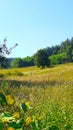 Meadow grassroots plant flora background forest hills photography wood Royalty Free Stock Photo