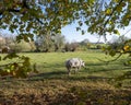 meadow with grazing beef cow in belgian ardennes near namur under blue sky