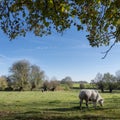 meadow with grazing beef cow in belgian ardennes near namur under blue sky