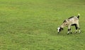 Meadow with a grazing goat