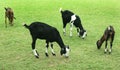 Meadow with a grazing goats