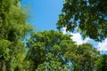 Meadow in a green faery summer forest.Thailand.