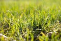 meadow with green grass, close-up. Pure spring natural background Royalty Free Stock Photo