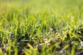 meadow with green grass, close-up. Pure spring natural background Royalty Free Stock Photo