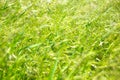 Meadow green grass, tall vegetation swaying in the wind. Natural summer background. Royalty Free Stock Photo