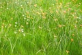 Meadow green grass with white and orange flowers, symbol of summer