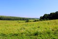 Meadow, green grass, wilde flowers, forest, countryside