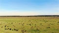 in meadow, on green grassy field, many brown and black pedigree, breeding cows, bulls are grazing. on farm. summer warm Royalty Free Stock Photo