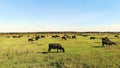 in meadow, on green grassy field, many brown and black pedigree, breeding cows, bulls are grazing. on farm. summer warm Royalty Free Stock Photo