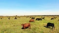 in meadow, on green grassy field, many brown and black pedigree, breeding cows, bulls are grazing. on farm. summer warm Royalty Free Stock Photo