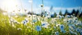 Meadow green summer spring white nature blue sunlight plant field