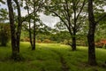 Meadow on Gregory Bald