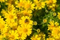 Meadow with group of yellow daisy flowers, springtime in garden Royalty Free Stock Photo