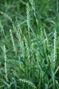 In the meadow growing cereal plant couch grass Elymus repens