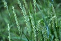 In the meadow growing cereal plant couch grass Elymus repens