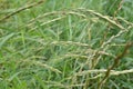 In the meadow growing cereal plant couch grass Elymus repens