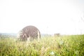 Meadow hay Royalty Free Stock Photo