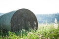 Meadow hay Royalty Free Stock Photo