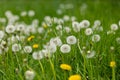 Meadow with heads of seeds of dandelion with blurry foreground and background