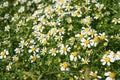 Meadow with healing mountain chamomile