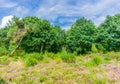 Meadow heather plants with trees and blue sky real beauty landscape