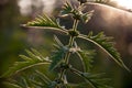 Meadow herb with small white flowers in the sun back light on the summer field. Nature landscape. Tender background Royalty Free Stock Photo