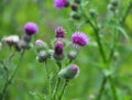In the meadow among herbs blooms thistle Carduus Royalty Free Stock Photo