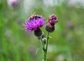 In the meadow among herbs blooms thistle Carduus Royalty Free Stock Photo