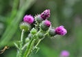 In the meadow among herbs blooms thistle Carduus Royalty Free Stock Photo