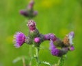 In the meadow among herbs blooms thistle Carduus Royalty Free Stock Photo